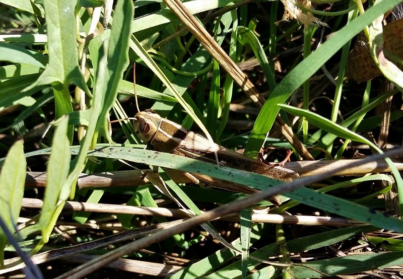 Eyprepocnemis plorans in Puglia